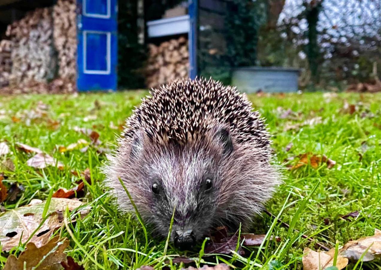 Natuurhuisje 'T Poepekrus Kootstertille Exteriör bild